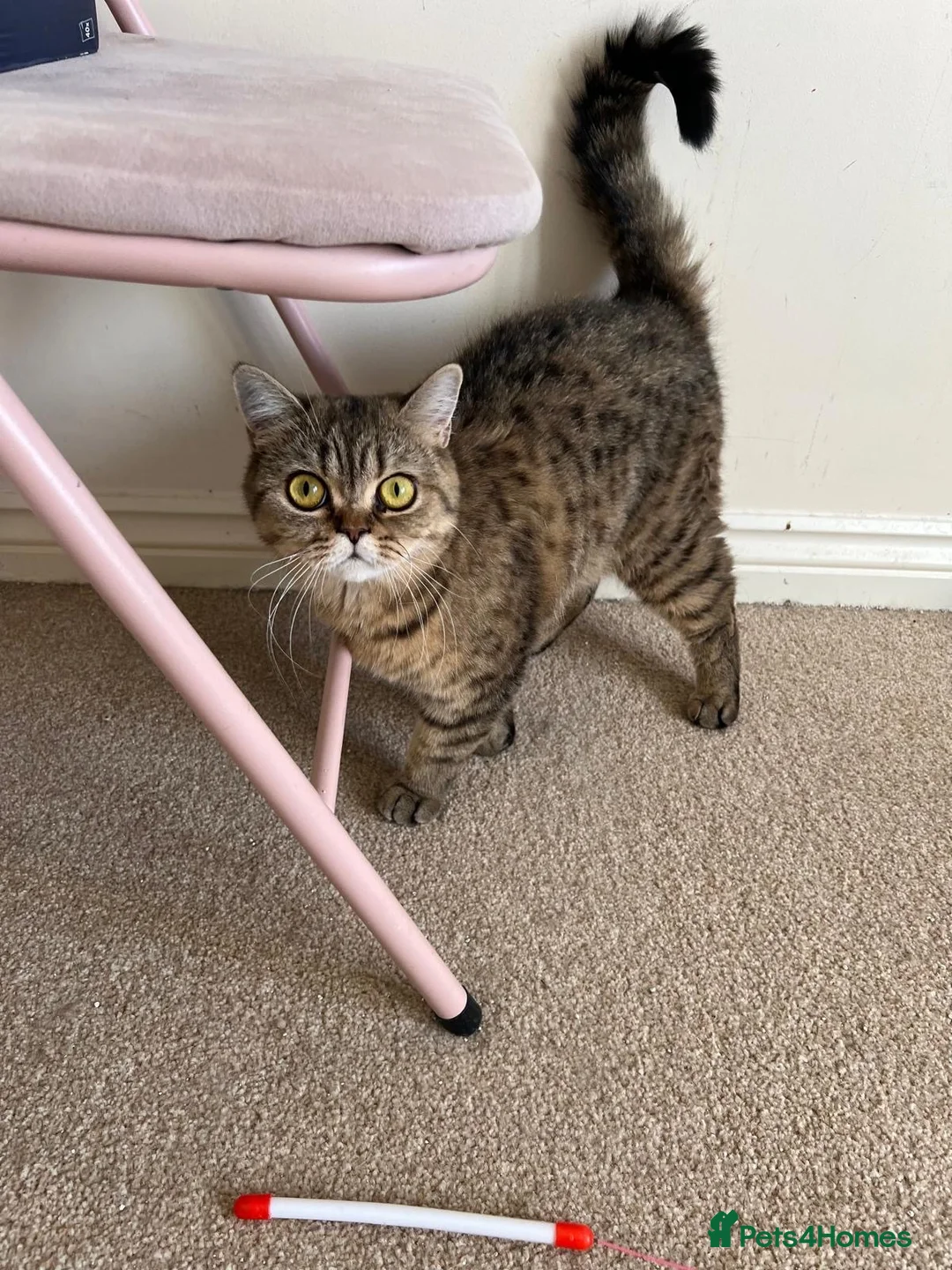 British Shorthair cats for sale: Beautiful british shorthair looking for a new home - Advert 2
