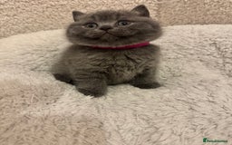 British Shorthair cats for sale: British Shorthair Blue 3 Girls GCCF registered  - Image 16