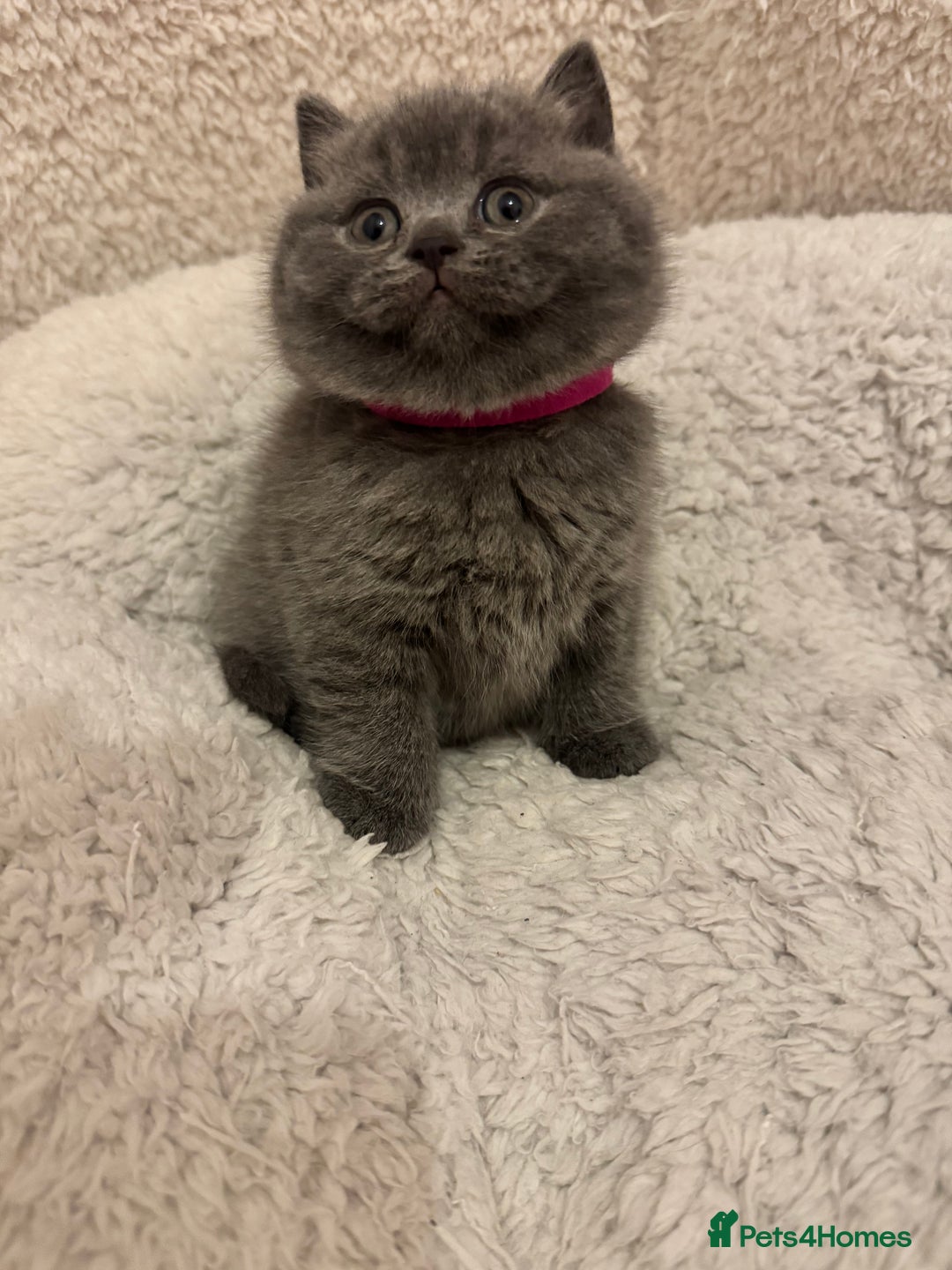 British Shorthair cats for sale: British Shorthair Blue 3 Girls GCCF registered  - Image 16