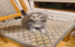Mixed Breed cats for sale: 4 flufball looking for new home - Image 12