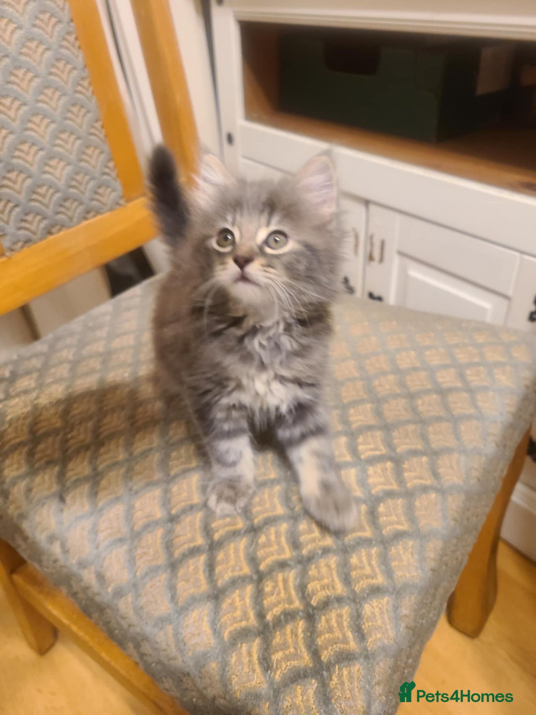 Mixed Breed cats for sale: 4 flufball looking for new home - Image 12