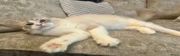 Ragdoll cats for sale: GRCH SIRED GCCF REGISTERED KITTENS.  - Advert 8