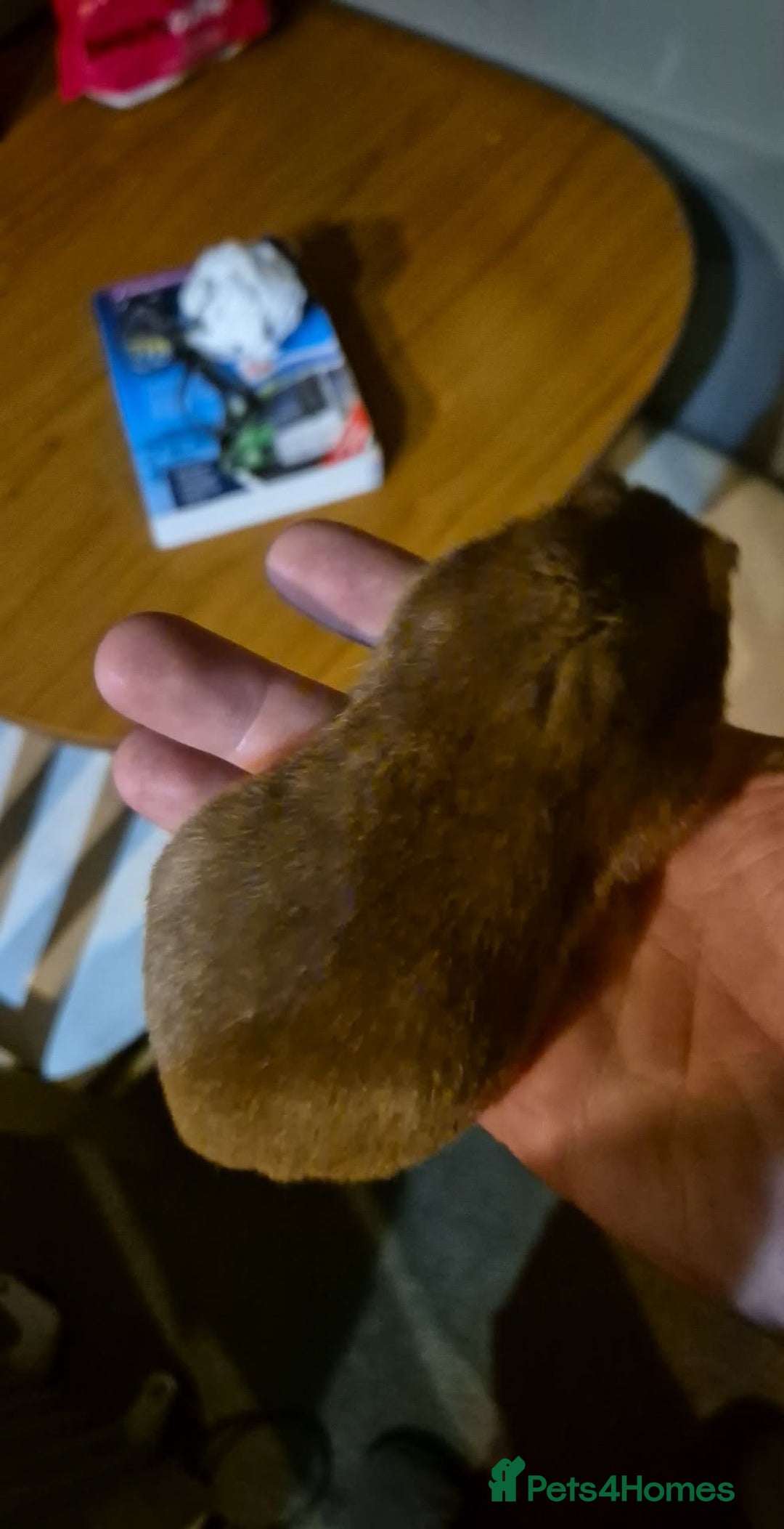 Hamster rodents for sale: Titch. Syrian Hamster. Cage, food and bedding too. - Advert 4