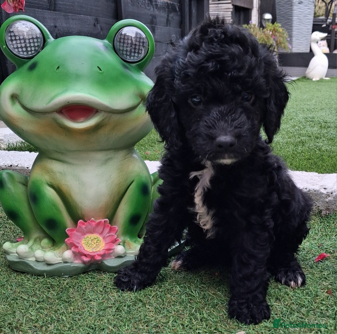 Cockapoo dogs for sale: ** BEAUTIFUL LITTER OF COCKAPOOS ** - Image 9