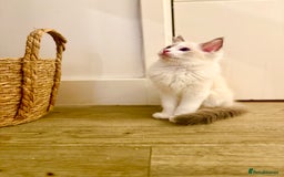 Ragdoll cats for sale: ✨🐾 Beautiful Ragdoll Kittens ✨🐾 - Image 4