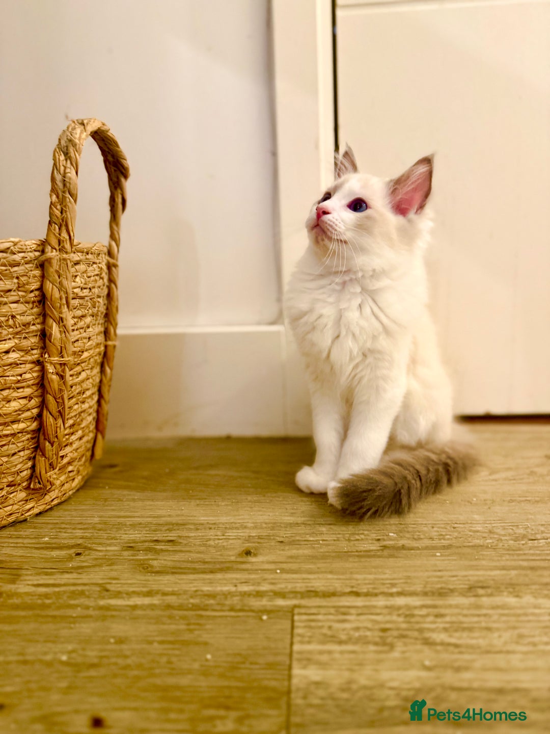 Ragdoll cats for sale: ✨🐾 Beautiful Ragdoll Kittens ✨🐾 - Image 4
