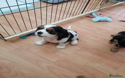 Cavalier King Charles Spaniel dogs for sale: 2 Cavalier king Charles puppies left - Image 8