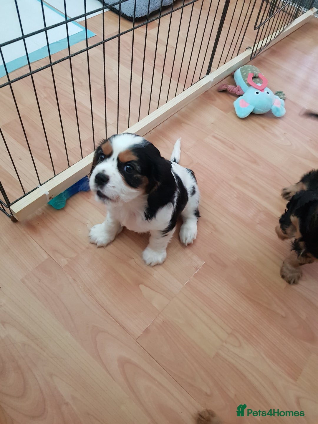 Cavalier King Charles Spaniel dogs for sale: 2 Cavalier king Charles puppies left - Image 8