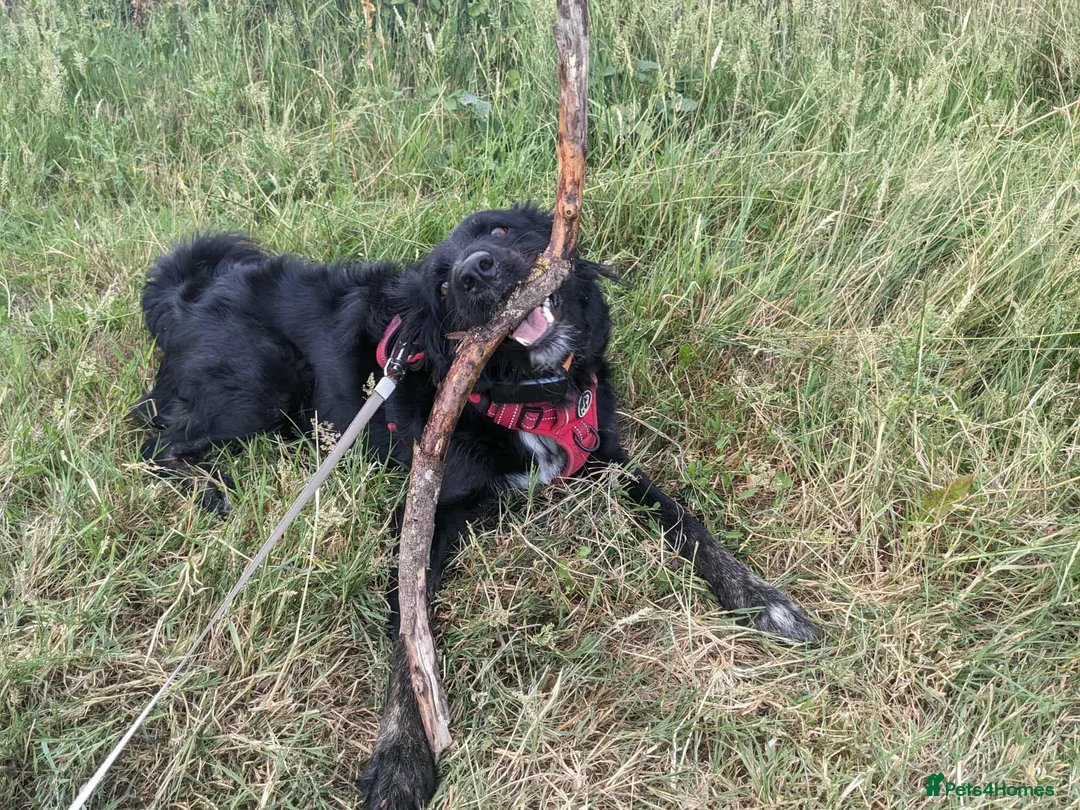 Mixed Breed dogs for adoption: TILLY (All black girl) - Advert 7