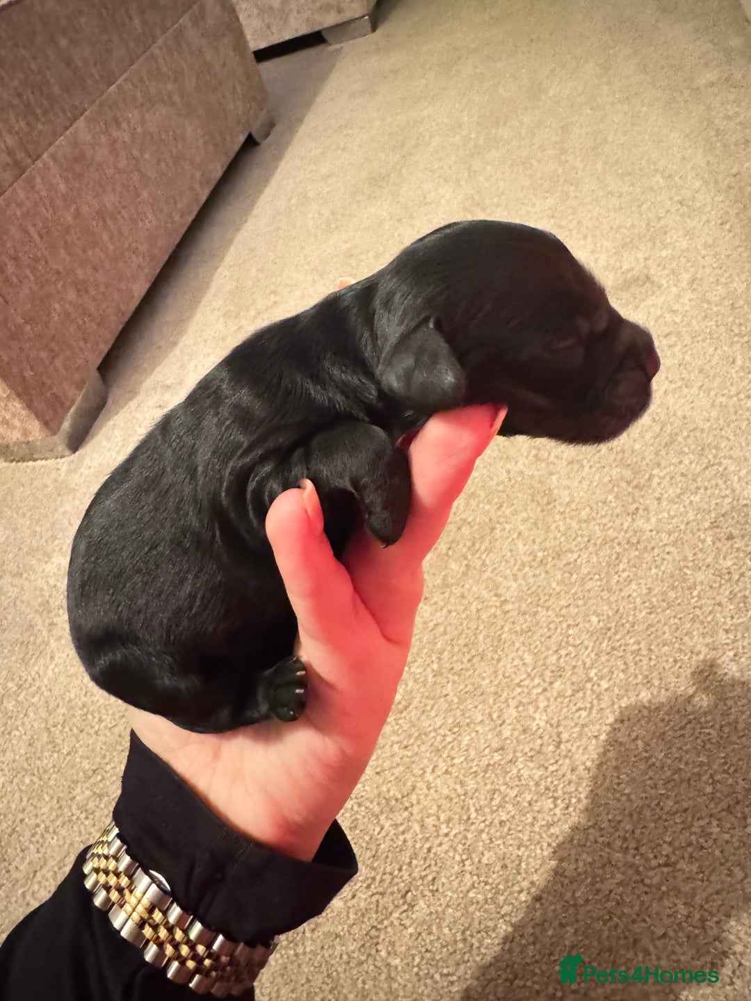 Cockapoo dogs for sale: Beautiful Cockapoo Puppies  - Advert 6