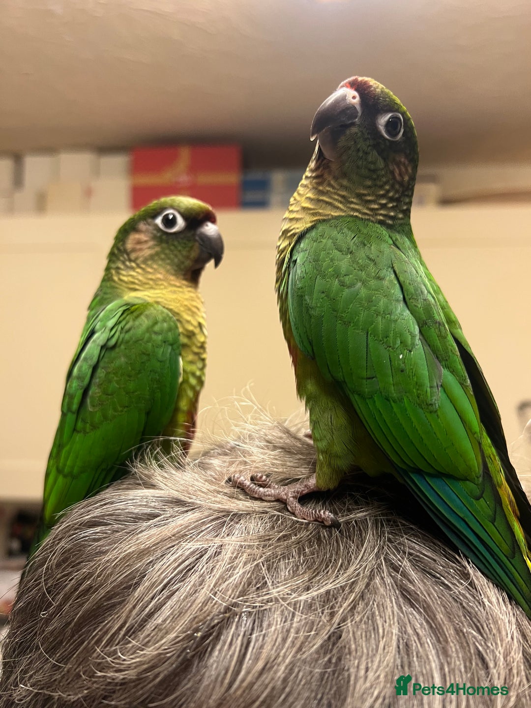 Conures birds for sale: 3 hand reared maroon bellied conures  - Image 3