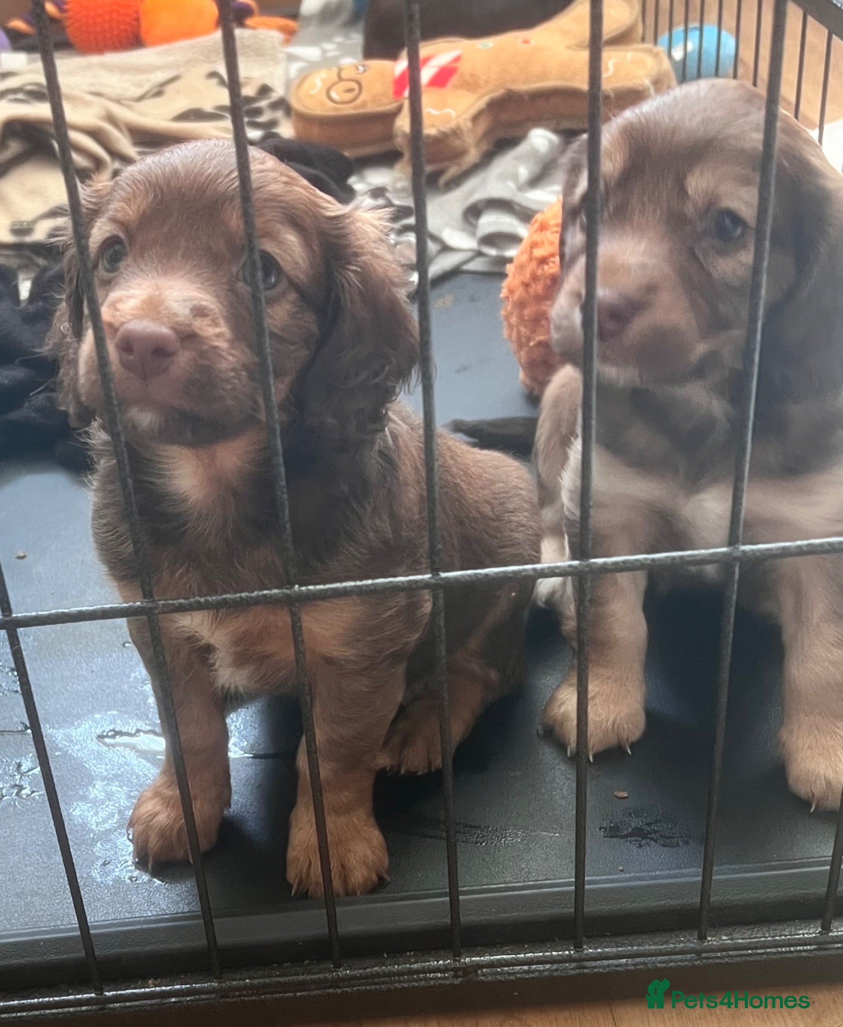 Cockapoo dogs Cockapoo puppies - Advert 11