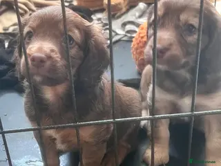 Cockapoo dogs Cockapoo puppies - Advert 11