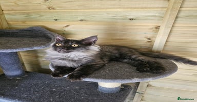 Maine Coon cats - Advert 4