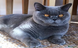 British Shorthair cats for sale: Beautiful Adult British Shorthair Male - Image 3