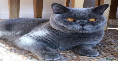 British Shorthair cats - Advert 4