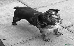 French Bulldog dogs for sale: Beautiful chocolate Merle girl  - Image 4