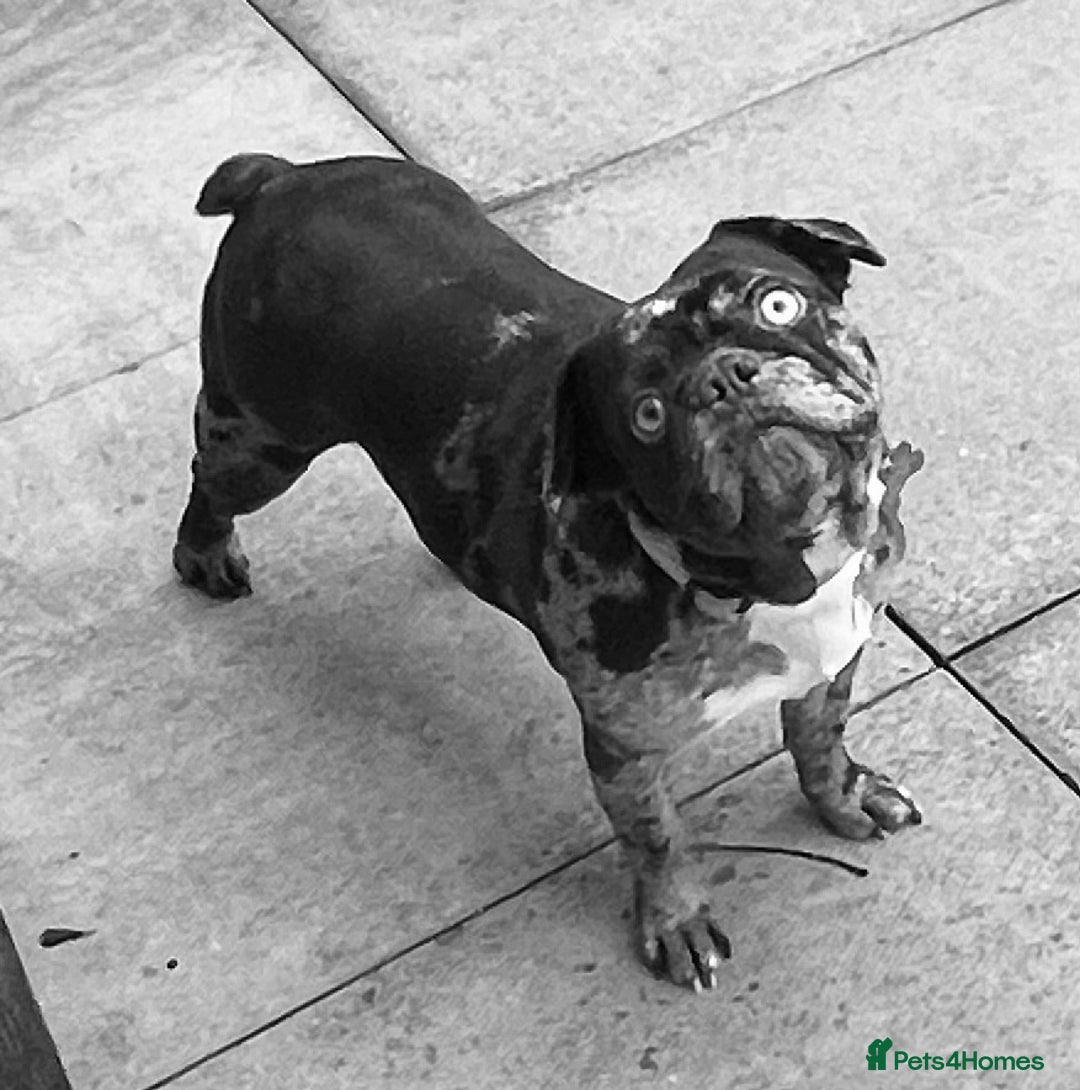 French Bulldog dogs for sale: Beautiful chocolate Merle girl  - Image 4