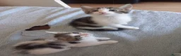 Mixed Breed cats for sale: Kittens for sale  in South Croydon - Advert 12