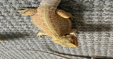 Bearded Dragon reptiles - Advert 9