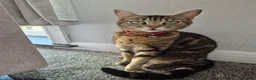 Mixed Breed cats for sale: 4 Handsome Boy Kittens Ready for New Adventures!  - Advert 2