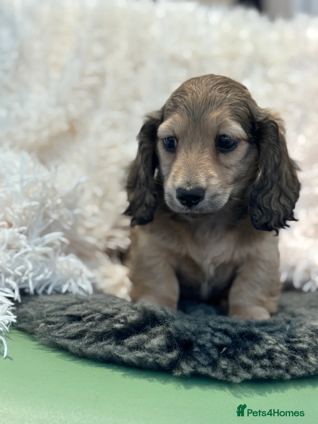 Miniature Dachshund dogs for sale: KC registered miniature dachshund boy longhaired - Advert 4