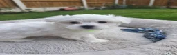 Maltese dogs for sale: Adorable Maltese Puppies Looking for Forever Homes - Advert 13