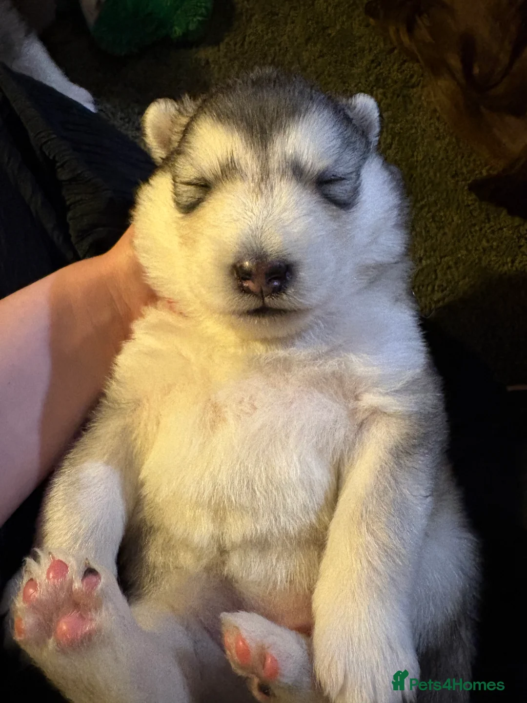Alaskan Malamute dogs for sale: 2 boys and 1 girl  - Advert 3