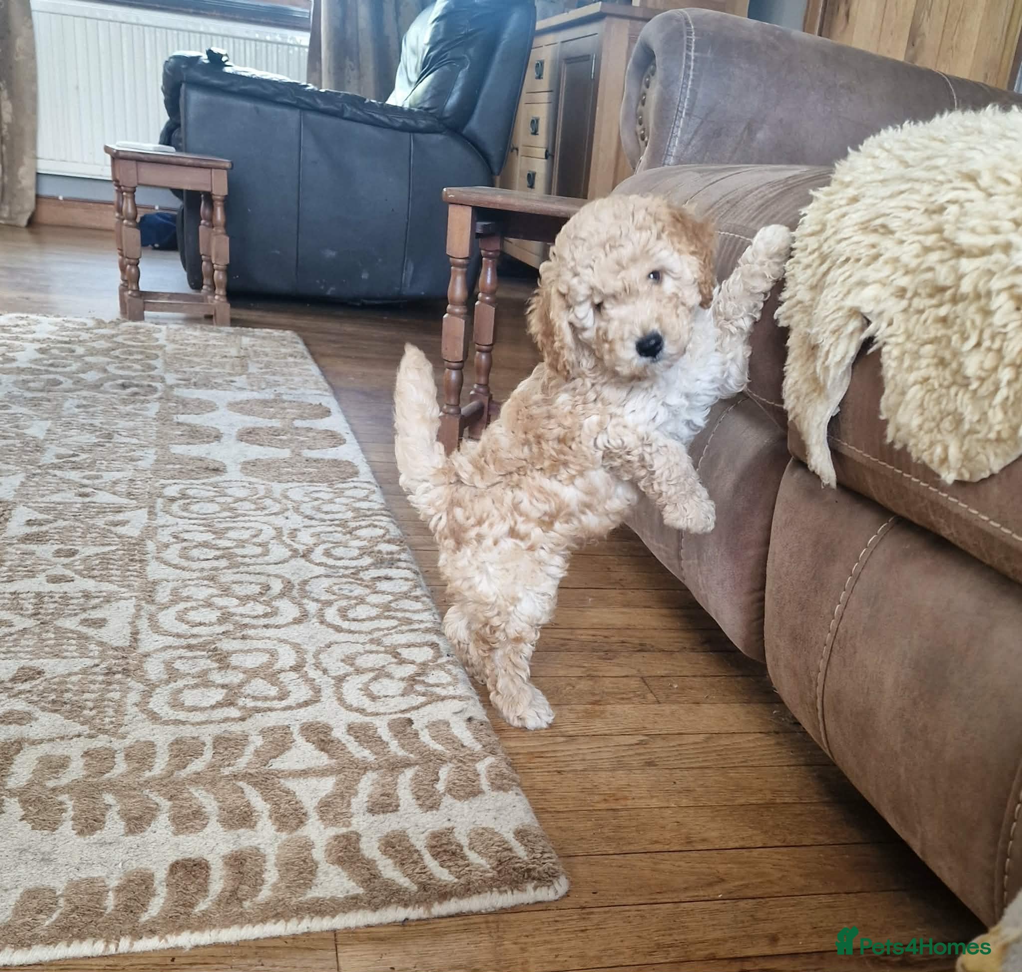 Cockapoo dogs Beautiful and friendly Cockapoo puppies - Advert 14