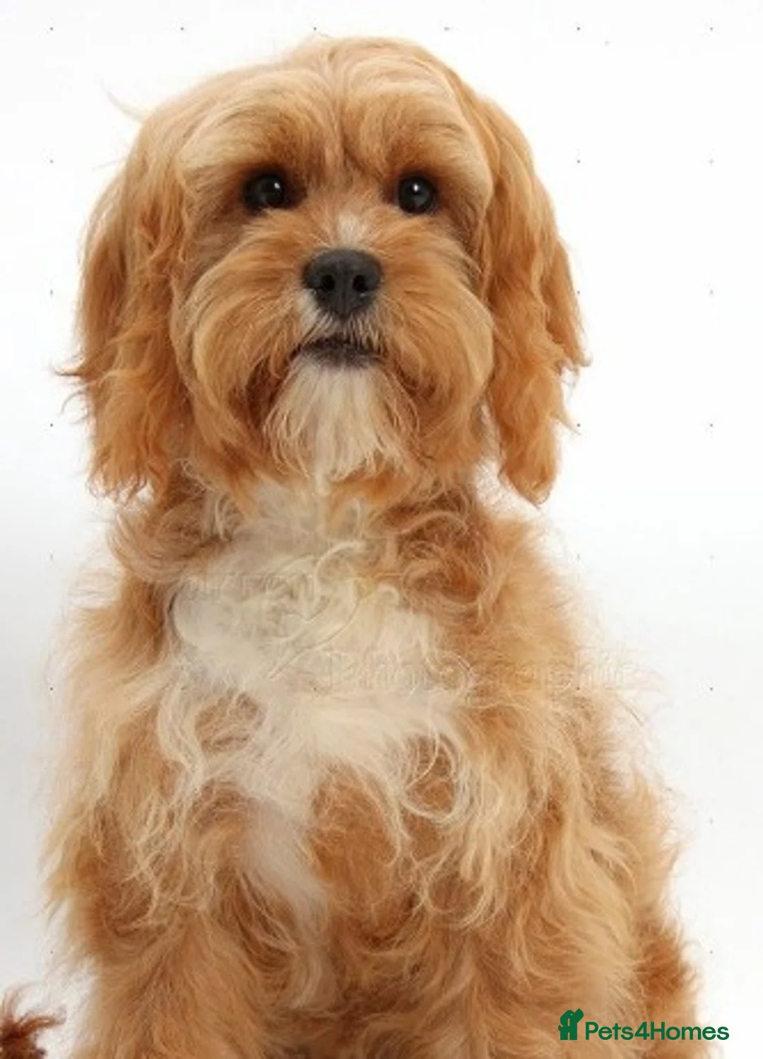 Mixed Breed dogs for sale: Adorable 11 Week Old Female Cavapoochon Puppy - Advert 2