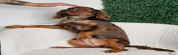 Cocker Spaniel dogs for sale: Cocker Spaniel - Advert 2