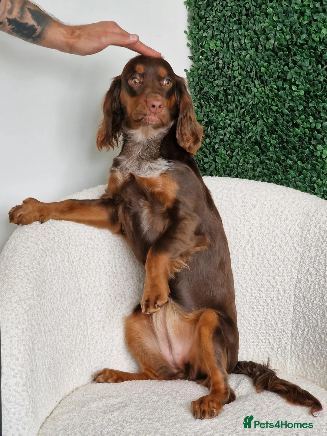 Cocker Spaniel dogs for sale: Cocker Spaniel - Advert 2