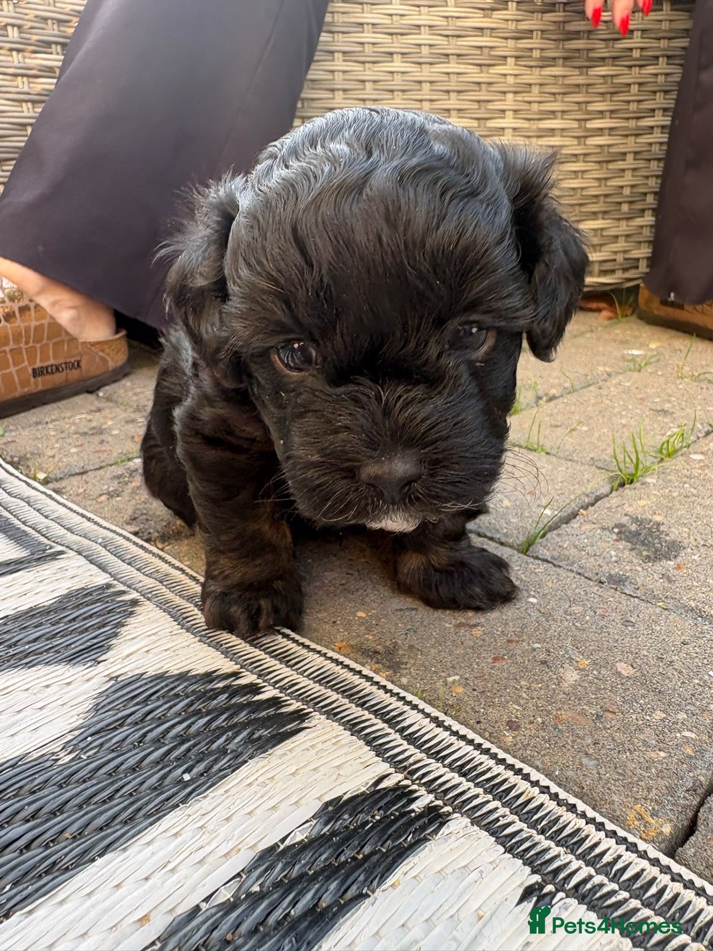 Mixed Breed dogs Shorkiepoo - Advert 2