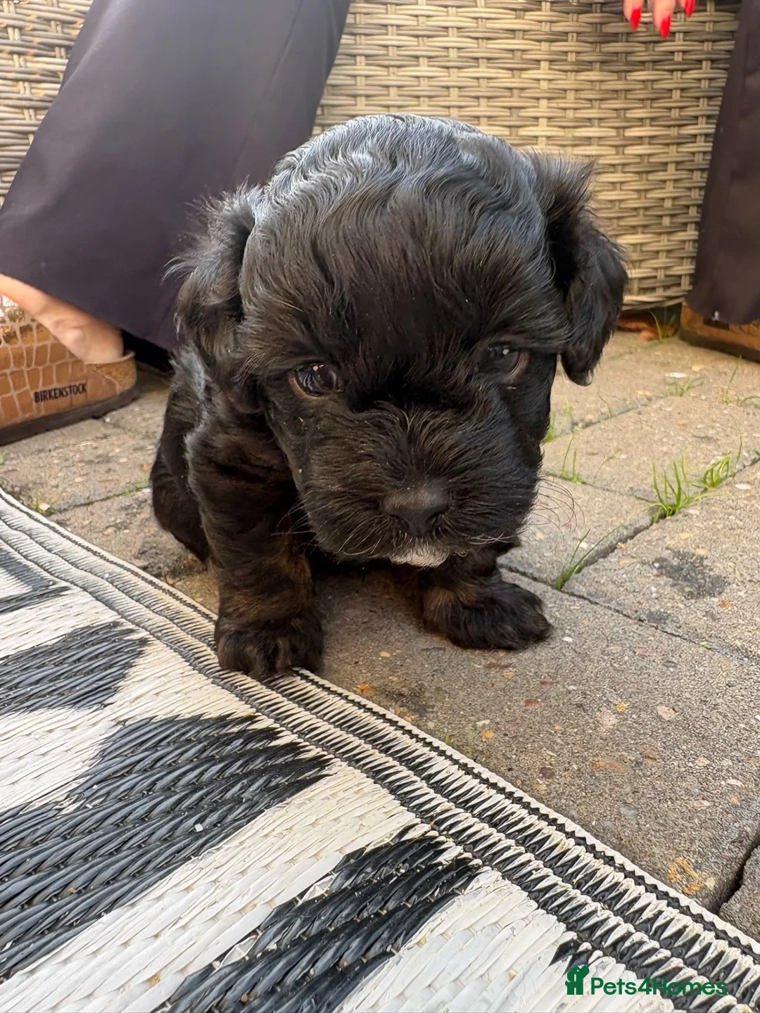 Mixed Breed dogs for sale: Shorkiepoo in Newport - Advert 2