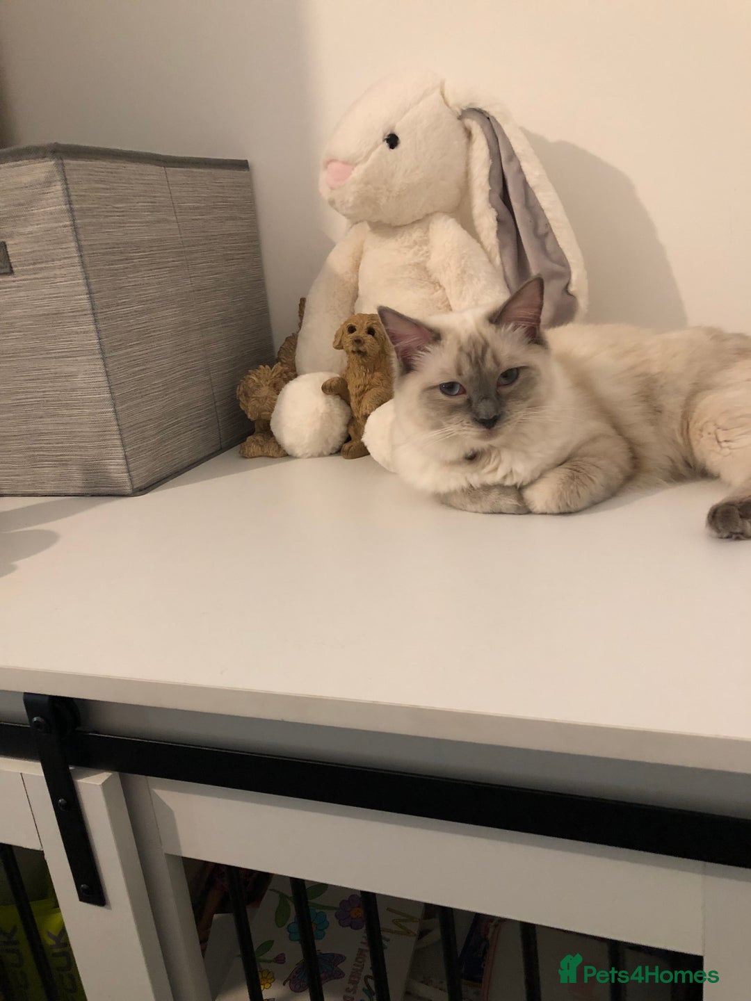 Maine Coon cats for sale: Gorgeous RagCoons - Advert 13