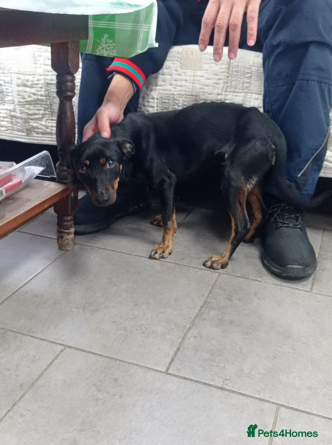 Mixed Breed dogs for adoption: Popcorn, 2-3 yrs old. Available for adoption. - Advert 1