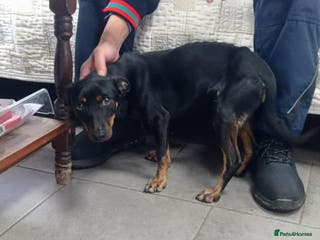 Mixed Breed dogs Popcorn, 2-3 yrs old. Available for adoption. - Advert 15