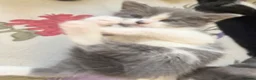 Mixed Breed cats for sale: 5 Beautiful Kittens for Sale mix of LONG - Advert 17