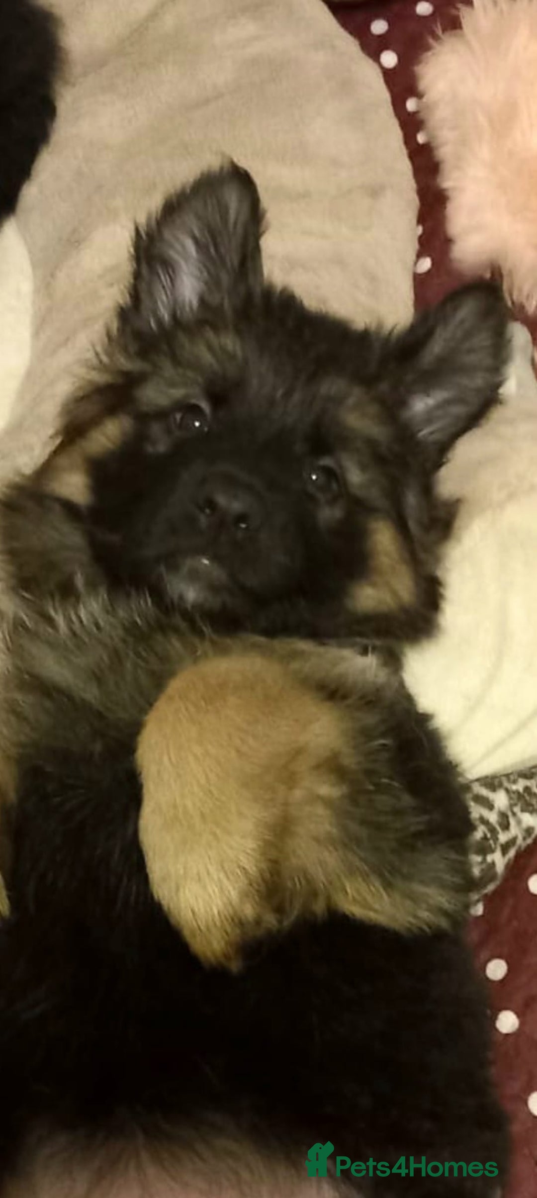 German Shepherd dogs for sale: Excellent Long-Haired German Shepherd Puppies-KC - Advert 17