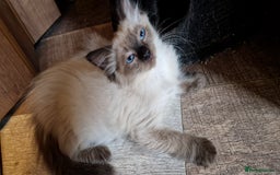 Ragdoll cats for sale: Fully vaccinated Ragdoll kittens ready now - Image 3