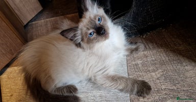 Ragdoll cats - Advert 5