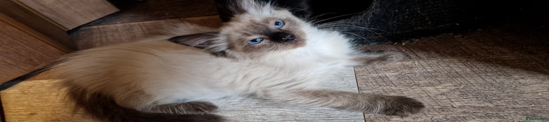 Ragdoll Kitten 3