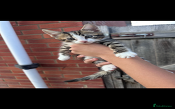 Mixed Breed cats for sale: Maine coon mixed kittens - Image 5