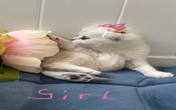 Scottish Fold cats for sale: 2 Scottish Girls  - Image 20