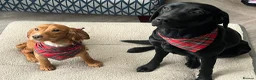 Mixed Breed dogs for sale: Labernese F1 Puppies - Advert 34