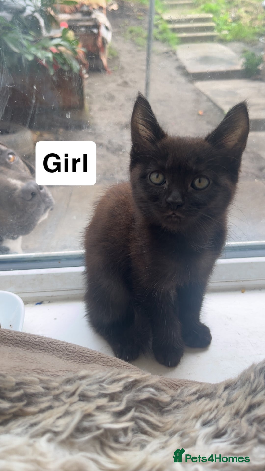 Mixed Breed cats for sale: Kittens for sale  - Image 4