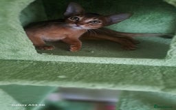 Abyssinian cats for sale: 5✨TICA Beautiful Abyssinian Kittens - Image 2