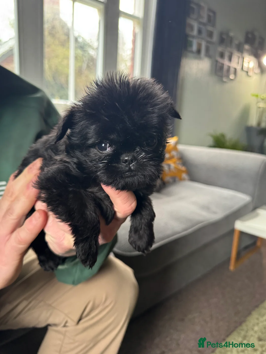 Griffon Bruxellois dogs for sale: Beautiful Rough coated Brussels Griffons  - Advert 5