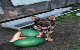 German Shepherd dogs for sale: German shepherd puppy  - Image 7