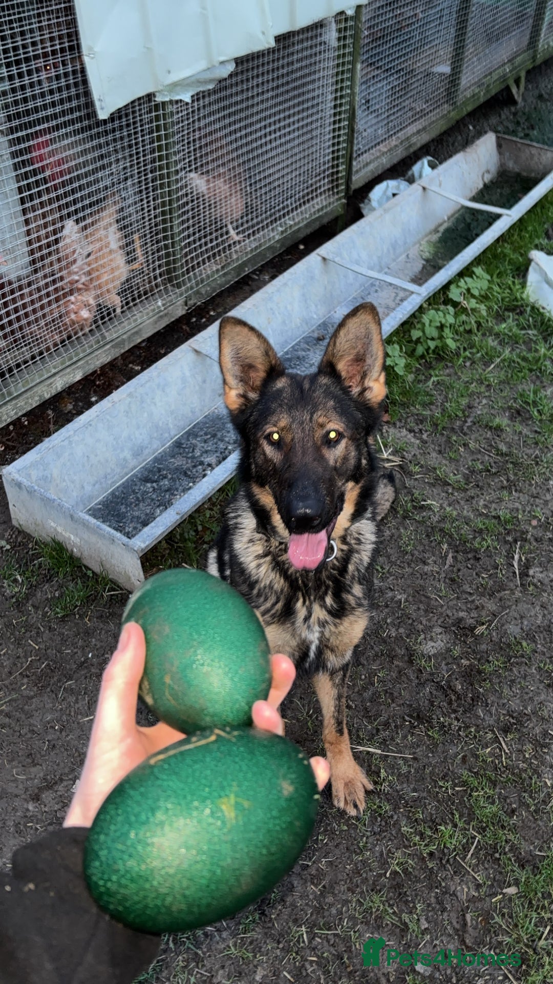 German Shepherd dogs for sale: German shepherd puppy  - Image 7